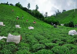 چای قلم خرید